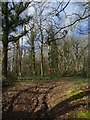 Forestry track in Burchetts Wood in TQ11 0HL