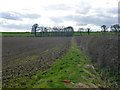Hedgerows and fields near East Claydon in MK18 2ND