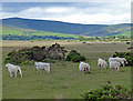 Sheep near the Gors Fawr Stone Circle in Mynachlogddu Community
