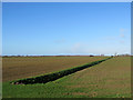 Ditch, fields, sky: a Fenland view in CB24 6EB