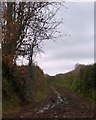 Byway track to West Ruckham in EX16 8LH