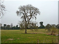 Tree,  Goodworth Clatford in SP11 7HL