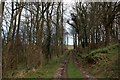 Track in Beech Clump on Preston Hill in DT11 8QS
