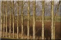 Poplars at Rattray in PH10 7HF
