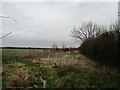 Scrub on the edge of a cereal field off Colston Lane in LE14 4BE