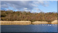Waterfowl at Watergate Forest Park in NE11 0BG