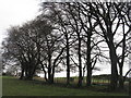 Roadside Beeches near Glenmavis in EH48 4DP