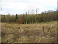 Woodland near Drumcross in EH48 1JZ