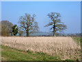 Hedgerow trees near Bowden Farm in SN8 3BL