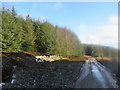 Track south of forest crossroads near Westruther in the Scottish Borders in TD3 6NJ