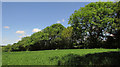 Trees along field boundary, Pyworthy in EX22 6SP