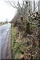 Rural road passing Thorn Bank woodland in CA11 8TA