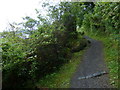 Wooded stretch of the Fife Coastal Path in KY11 1HJ