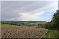 The Wessex Ridgeway path alongside Beech Clump in DT11 8QS