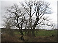 Roadside trees near South Couston in EH48 4LG