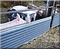 Pigs at North Acomb Farm in NE43 7UF