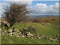 Moorland with hawthorn in LL27 0YZ