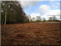 Birch trees and dead bracken in LN10 6UX