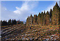 Cleared forest, Belladrum Woods in IV4 7BA