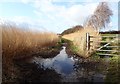 Muddy path by the reed beds of the Dee salt marsh in CH64 0SD