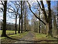 Tree-lined stretch of Brown's Road, near Newmilns in KA16 9AZ