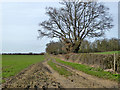Farm track west from Braggon's Hill in IP29 4JT