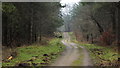 Forestry track to Hollybush Hill in GL17 0HB