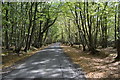 Birch Wood and Odiam Wood, Wissenden Lane in TN26 3EW