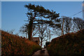 Swimbridge : Country Lane in EX32 0QD