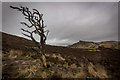 Lone Tree on Hens Cloud, With the Roaches in the background in ST13 8TY