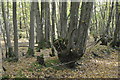 Coppicing, Lamberden Wood in TN26 3EW
