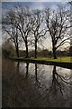 Trees reflecting in the River Lark in IP28 6AS