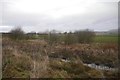 Wetland beside the Loch Leven path in KY13 9HQ