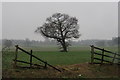 Tree and farmland west of St Albans in AL3 6AA