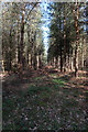 Conifer plantation, Thetford Forest in IP26 4LR