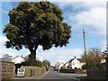 Mature tree on Silver Street in BS48 2AU