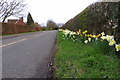Springtime on Long Marston Road in HP23 4NE