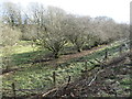 A hedge has become a row of trees, west of Phillis Wood in DL12 9EN