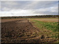 Field boundary and Nocton Wood in Metheringham Rural Ward