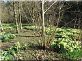 Daffodils alongside the Seaton Burn, Holywell Dene in NE26 4RN