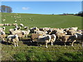Sheep near Witcha Copse in SN8 2HQ