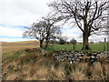 Wal derfyn ger Cae Newydd / Boundary wall near Cae Newydd in SA9 2WL