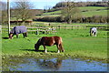 Ponies and puddle, Charlton in PO18 0HY