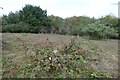 Brambles on the heath in CT3 4AG