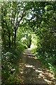 Path through woodland in CT1 1DW