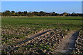 Tracks into field, looking toward East Ashling in PO18 9AS