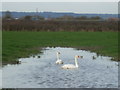 Swans and the motorway in BS21 6XQ