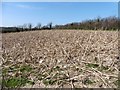 Maize stubble in EX12 3BW