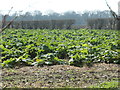 Rhubarb field, north of Stanley Marsh in WF3 4NS