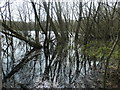 Trees in the water, Stanley Marsh local nature reserve in WF3 4NS